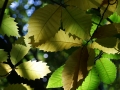 IMG_3756k