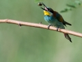 HGF_6007-2