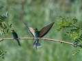 HGF_6193