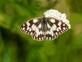 HGF_0376-b