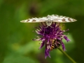HGF_0381-b