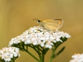 HGF_0433-b