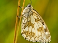 HGF_0512-b