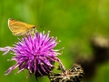 HGF_0563-b