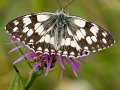 HGF_0586-b