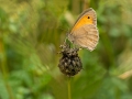 HGF_0592-b