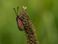 HGF_0664-b