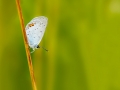 HGF_0732-b