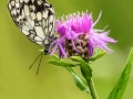 HGF_0841-b