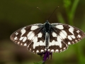 HGF_0873-b