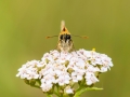HGF_0899-b