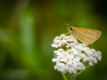 HGF_0920-b