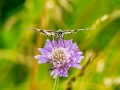 HGF_0932-b