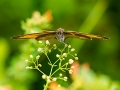 HGF_0937-b