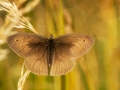 HGF_0989-b