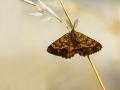 HGF_1404-b