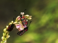 HGF_1582-b