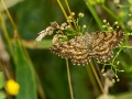 HGF_1694-b