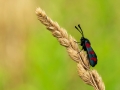 HGF_1708-b