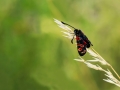HGF_1798-b