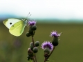 HGF_9969