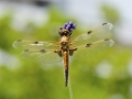 Vierflecklibelle