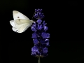 Kohlweißling auf Lavendel
