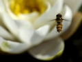 Schwebfliege