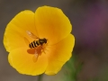 Schwebfliege