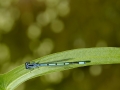 Azurjungfer