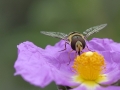 Schwebfliege