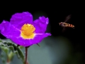 Schwebfliege