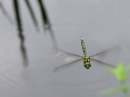 Libelle im Flug-2