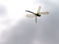 Libelle im Flug-3