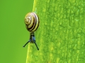 Schnecke