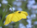 Fliege auf Mohn