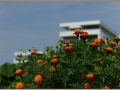 HafengartenOffenbach_Thorer_008