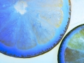 HGF_4642-b