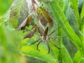 Spinne mit Jungtieren im Nest