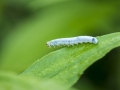 Raupe