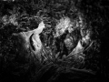 SkulpturengartenNr_0007_ex_L1004410NC