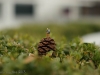 Natur?