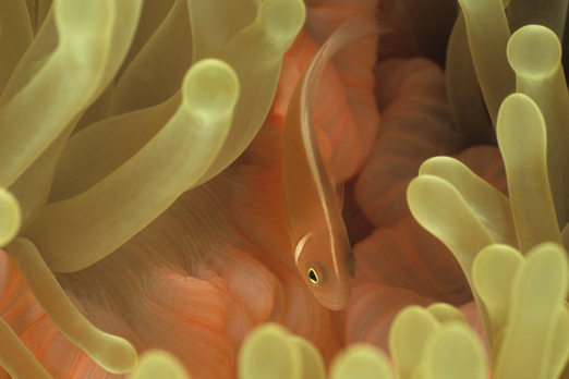 01_pink_anemonefish_20_31_nx2_small