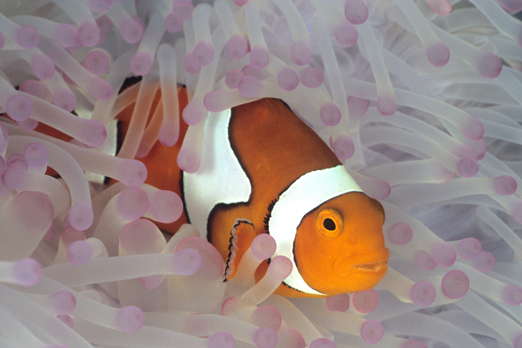 02_clownfish_amphiprion_percula_16_11_nx2_small