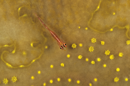03_wolf_goby_27_32_nx2_small
