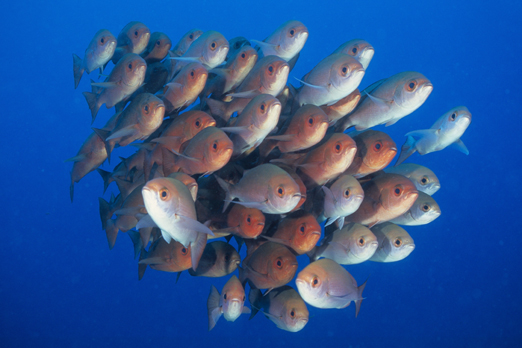 04_bigeye_red_dusky_fin_snapper_12_24_nx2_small