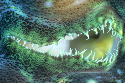 06_giant_clam_stoma_3_18_nx2_small