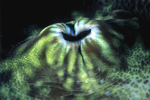 07_giant_clam_siphon_8_18_nx2_small