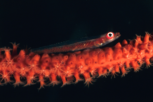10_whip_coral_goby