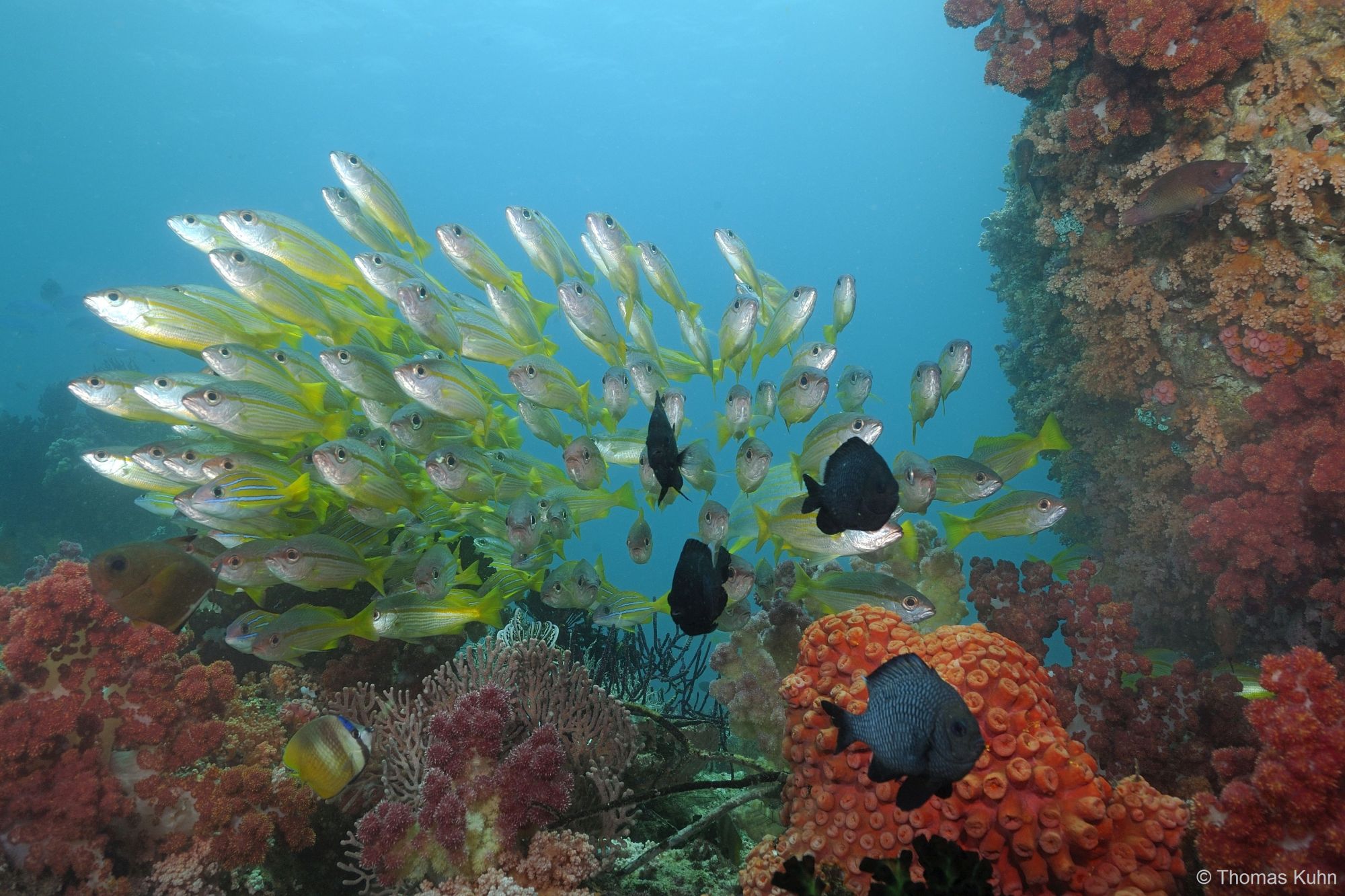 1_Triton_Bay_Divers_2015_10_11_TOM5633